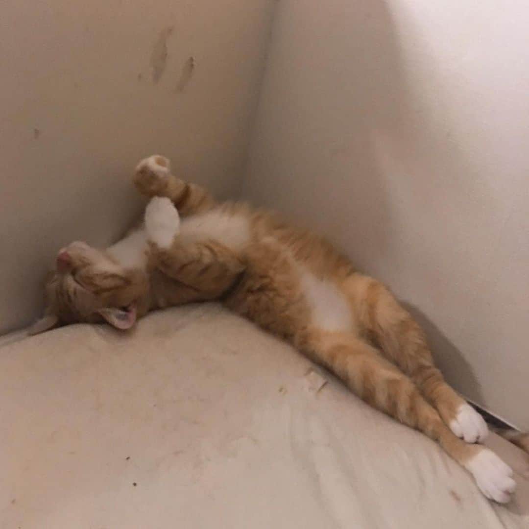 金巻ともこさんのインスタグラム写真 - (金巻ともこInstagram)「仰向けで熟睡するチャイ #kurohakuchai #tabby #orangetabby #cat #猫 #茶トラ」6月18日 23時12分 - tomotomoco