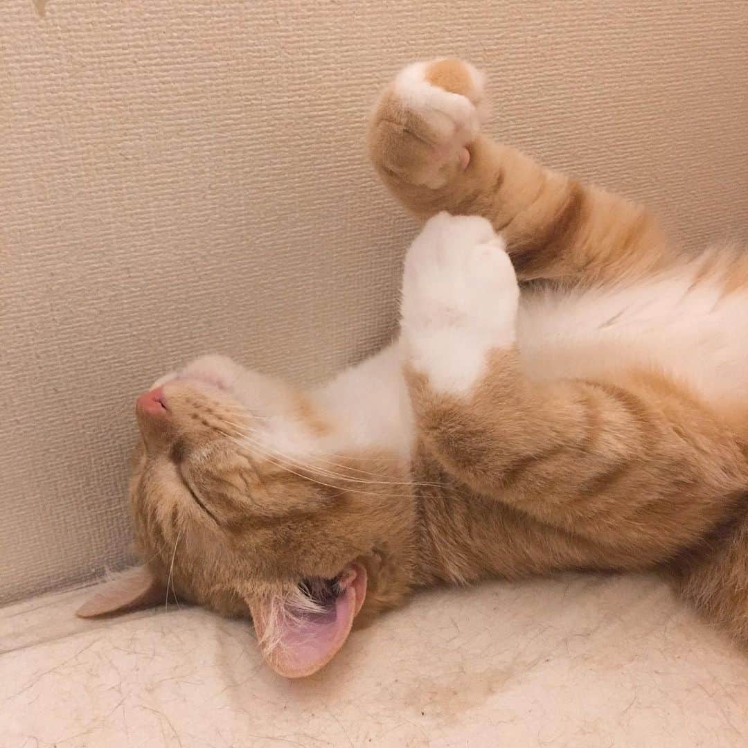 金巻ともこさんのインスタグラム写真 - (金巻ともこInstagram)「仰向けで熟睡するチャイ #kurohakuchai #tabby #orangetabby #cat #猫 #茶トラ」6月18日 23時12分 - tomotomoco