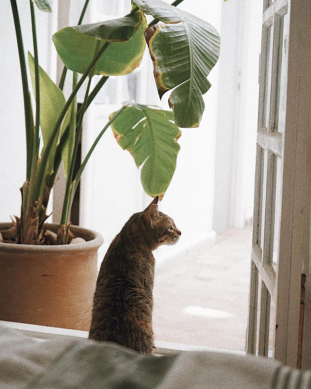 Manamiのインスタグラム：「🐱💕 お部屋に猫ちゃんも来てくれた💕 ほんと、猫好きにはたまらん町や🐈💘🥺」
