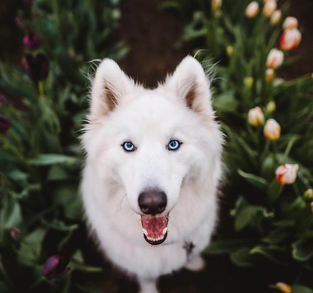 DogsOf Instagramのインスタグラム：「“Yin and yang. Love the contrast between the dark tulips on the left, and the light ones on the right, but the best part is definitely in the middle" writes @huskiesofpnw  #dogsofinstagram」