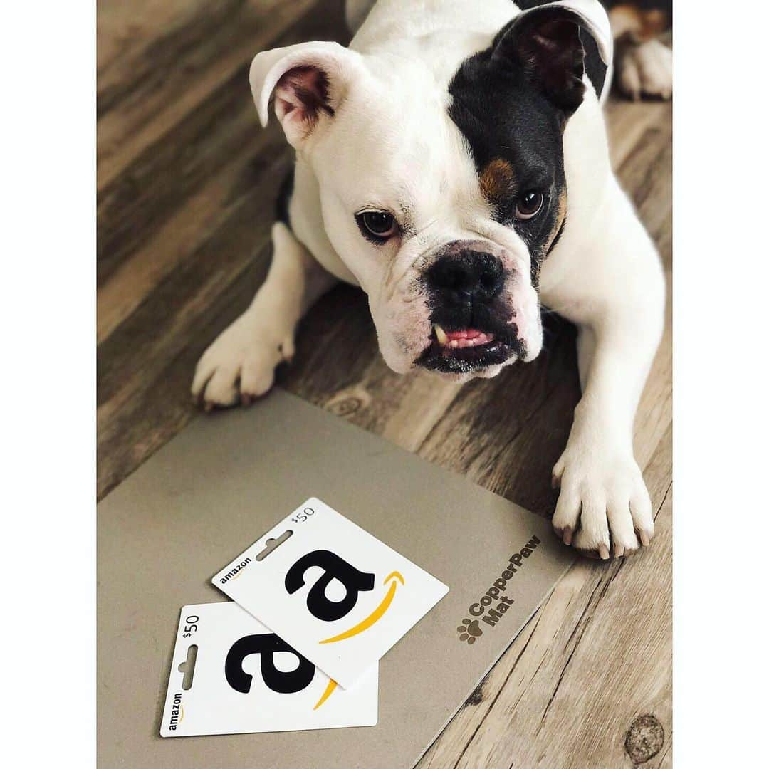 Bodhi & Butters & Bubbahさんのインスタグラム写真 - (Bodhi & Butters & BubbahInstagram)「Last full day to enter our #giveaway 🎉 you could win $100 to Amazon and a @copperpawmat 🎉 to keep your #home and #puppy healthy 💕🐶 just look for the original post from last Monday to enter! . . . . #win #bestoftheday #dogsofinstagram #healthy #happy #life #pawmatpet #love」6月18日 23時57分 - keonistuff