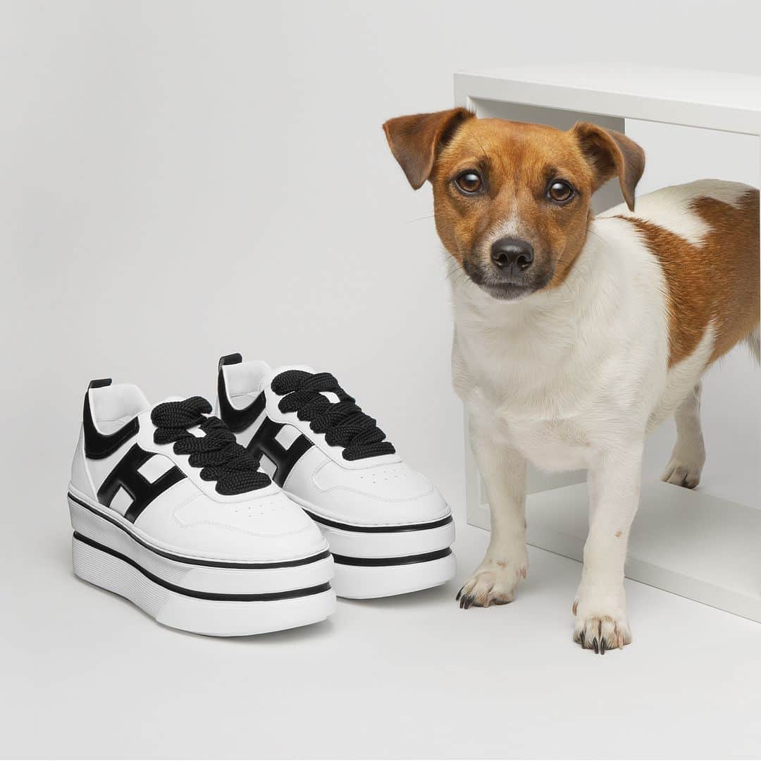 のインスタグラム：「Puppy love with the #HOGAN women's #H449 #sneakers Shop #HoganSneakers on HOGAN.COM - link in bio」
