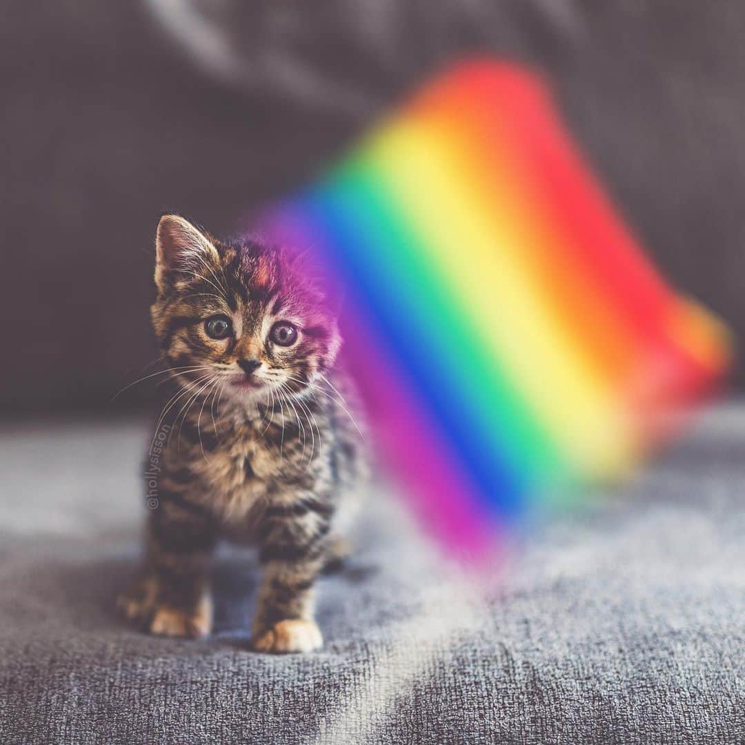Holly Sissonのインスタグラム：「Feel the 🌈! ❤️ is❤️ ☺️🐱❤️ #loveislove #tabbykitty #mainecoon #pride2019 #pridemonth #torontopride #happypride (See more of Emma on @pitterpatterfurryfeet) ~ Canon 1D X MkII + 85 f1.4L IS @ f1.4  See my bio for full camera equipment information plus info on how I process my images. 😊」