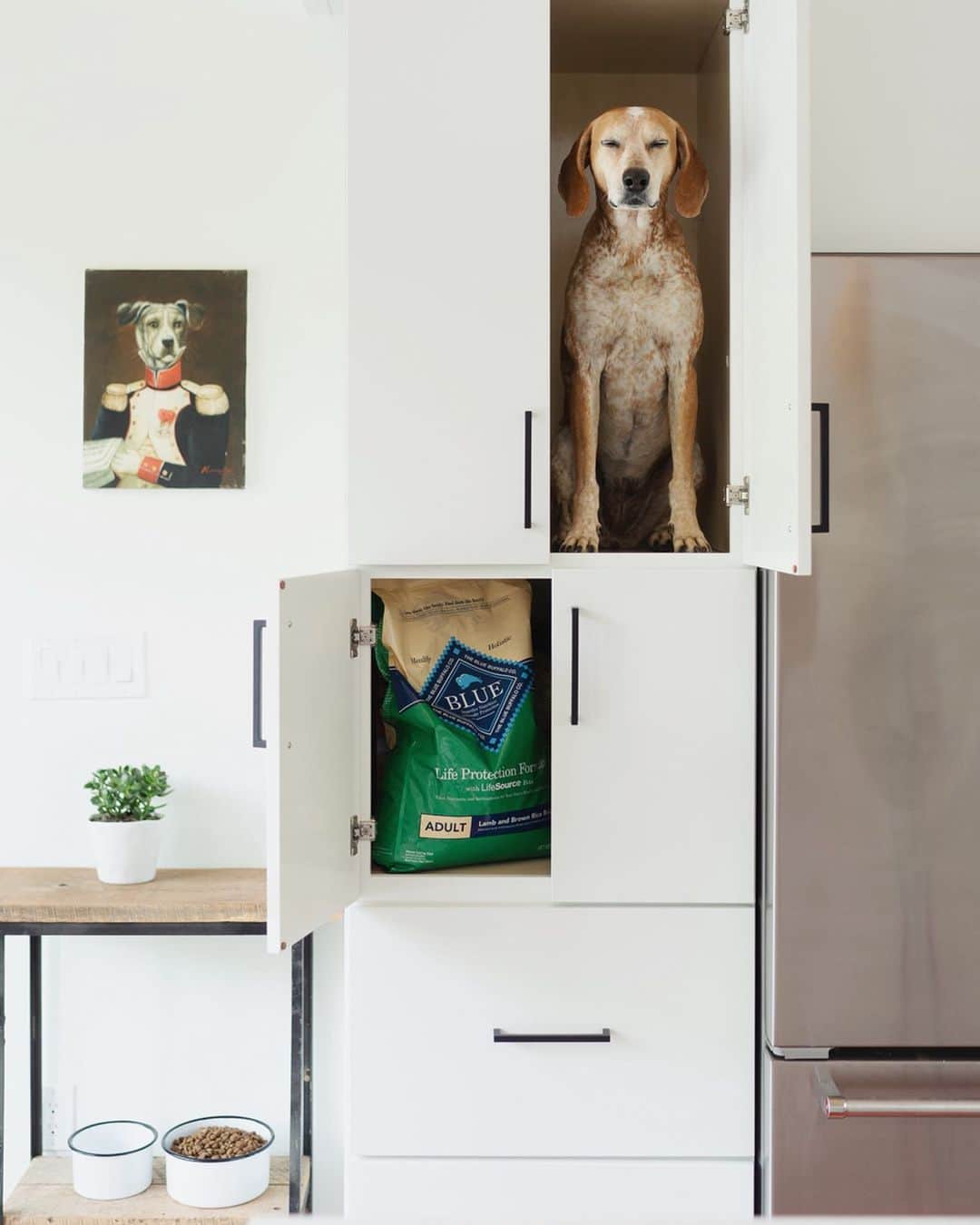 マディのインスタグラム：「Enjoyed the creative freedom on this project with @Walmart and @BlueBuffalo, and for sure always enjoy the process of capturing Maddie in her element. And I’m def still digging the curb side grocery pickup. Make your order online, pick a time, swing by and grab it. Works great for us! #sponsored #BlueBuffalo #WalmartGroceryPickup」