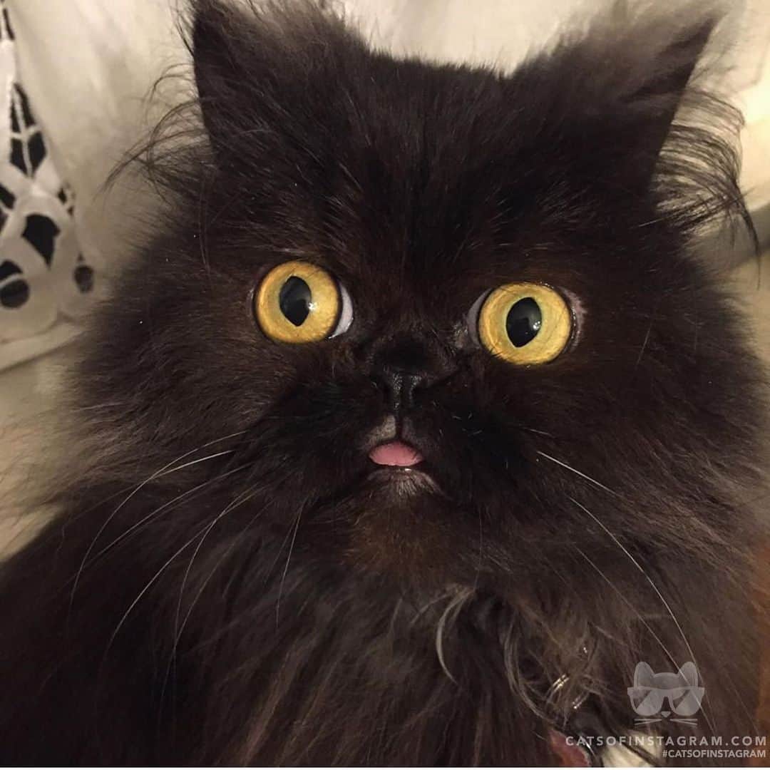 Cats of Instagramさんのインスタグラム写真 - (Cats of InstagramInstagram)「From @littlebittyoctober: “Derp mode activated 😂” #catsofinstagram」6月19日 0時04分 - cats_of_instagram