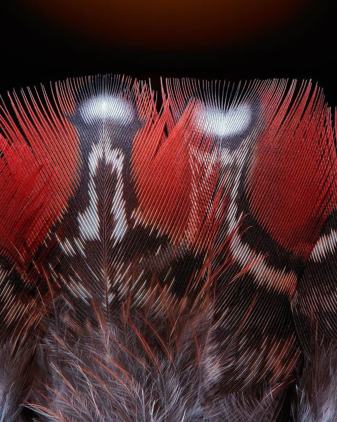 NikonUSAさんのインスタグラム写真 - (NikonUSAInstagram)「From #NikonAmbassador @joeyterrill: “The dimensional layers of these Temminck's pheasant feathers really shows some of the different textures that exist in nature on a very small scale.⠀ ⠀ The main lighting was a spotlight was positioned directly over the upper tips of the rear feathers and controlled with a miniature 1-stop scrim to prevent the white spots from being over exposed. The front feathers were illuminated from directly below using a 1’x1’ source that was controlled with a grid and a miniature 2-stop scrim to hold some of the light off of the bottom of the feathers and even out the exposure a bit, while maintaining some direction to the light. Finally, a focused beam was directed to a black background to provide some subtle separation and use the warm color to compliment the colors in the feathers.⠀ ⠀ The stack of 105 images was captured and internally controlled by the Z7 camera using a menu setting called Focus Shift Mode. The camera automatically captured each individual image as it stepped the focus from front to back creating a stack of images to be blended later.⠀ ⠀ Focus stacking is very different from depth of field. Employing focus stacking allows you to achieve the best of all worlds when you’re seeking to have every part of your subject tack sharp. You can also achieve the highest lens performance possible by using the optimum aperture for the lens. ⠀ ⠀ Each individual frame was captured in the RAW format, processed for tone and color, left completely unsharpened, and then blended together as 16-bit TIFF files. The final image build takes approximately 20 minutes of computer calculations to render the final image. Give it a try!⠀ ⠀ Nikon Z7 | F-Mount Adapter FTZ | AF-S VR Micro-Nikkor 105mm f/2.8G IF-ED | 5000K White Balance | RAW Capture | ISO 200 | 1/5 @ f/8 | 105 Internally Focus Shifted Captures” #NikonNoFilter #NikonLove #mirrorlessreinvented #macro #macrophotography #focusstacking」6月19日 0時07分 - nikonusa