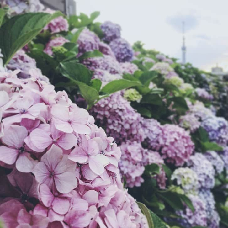 田村有紀さんのインスタグラム写真 - (田村有紀Instagram)「紫陽花 . . . #カメラ #写真 #風景 #風景写真好き  #カメラが好き #写真散歩 #写真撮ってる人と繋がりたい  #撮影 #photograph  #photoshoot #photo #photographie #紫陽花 #写真撮影 #写真部  #カメラ遊び」6月19日 0時16分 - tamurayuuki_