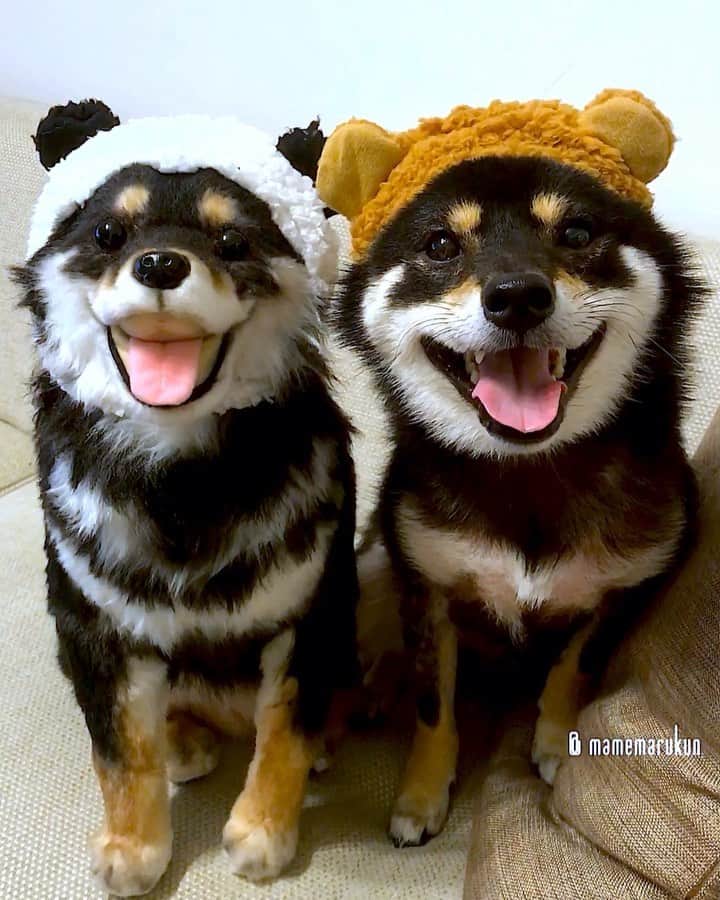 まめ丸のインスタグラム：「* * 夜ふかし中ブラザーズ🐶💓 #おやすみなさい ⭐️ #みんな地震大丈夫かな🐶💦 --------------------------------- 買ってよかったもの。その2をブログにかいたよ🐶📖 * panda🐼＆bear🐻 --------------------------------- I updated my blog🐶💓 The URL is in my profile. Please visit it if you have time❣️ * #クマさんとパンダさん🐼🐻 #クマさんのほうが顔デカイ 🧸 #まめ丸双子疑惑 * #柴犬#豆柴#柴#黒柴#犬#shiba#shibainu#shibastagram#shibadog#puppy#instadog#dogstagram#dog#instashiba#petstagram#pet#cutepetclub#강아지#멍스타그램#doglover#ilovemydog#bear#panda#まめ丸かぶりもの#ねこのかぶりもの」