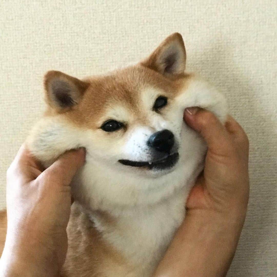 のインスタグラム：「リス🐿→怒💢 #マル子  #柴犬  #shiba  #父ちゃんはいつもマル子で遊ぶ」