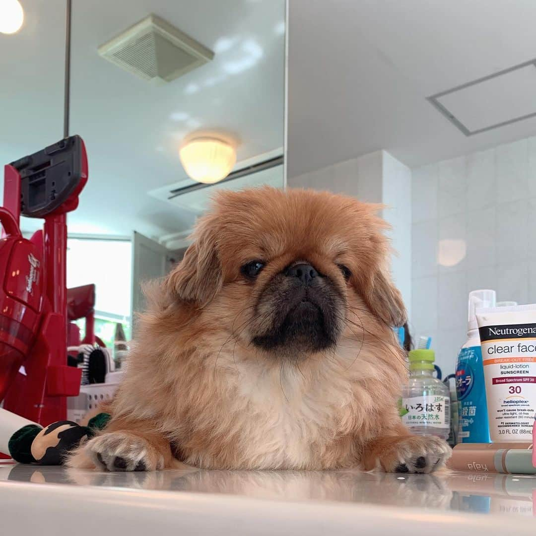 梅宮アンナさんのインスタグラム写真 - (梅宮アンナInstagram)「足が短くて届かない💦💦🐶 クマに相手にしてもらえないすーちゃん😓ペキは、本当に、可愛い❤️ #pekignese #pomeranianlove」6月19日 10時06分 - annaumemiya