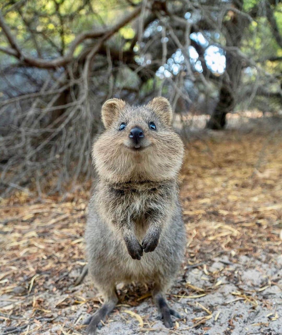 Earth Picsさんのインスタグラム写真 - (Earth PicsInstagram)「If you’re having a bad day this Quokka will make it all better 😊😊😊 by @cruzysuzy」6月19日 10時24分 - earthpix