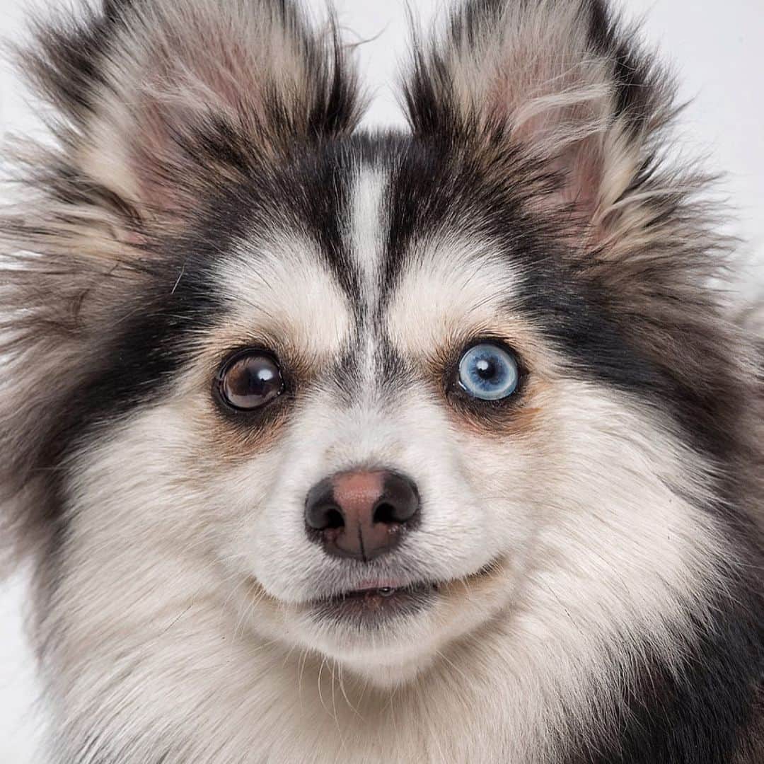Robert Clarkさんのインスタグラム写真 - (Robert ClarkInstagram)「Dogs’ Eyes Have Changed Since Humans Befriended Them. Two specialized muscles give them a range of expression that wolves’ eyes lack. Dogs, more so than almost any other domesticated species, are desperate for human eye contact. When raised around people, they begin fighting for our attention when they’re as young as four weeks old. It’s hard for most people to resist a petulant flash of puppy-dog eyes—and according to a new study, that pull on the heartstrings might be exactly why dogs can give us those looks at all. #Portsmouth’sDogCognitionCentre」6月19日 10時31分 - robertclarkphoto