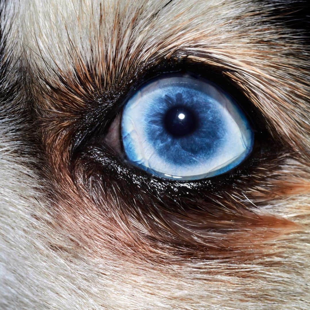 Robert Clarkさんのインスタグラム写真 - (Robert ClarkInstagram)「Dogs’ Eyes Have Changed Since Humans Befriended Them. Two specialized muscles give them a range of expression that wolves’ eyes lack. Dogs, more so than almost any other domesticated species, are desperate for human eye contact. When raised around people, they begin fighting for our attention when they’re as young as four weeks old. It’s hard for most people to resist a petulant flash of puppy-dog eyes—and according to a new study, that pull on the heartstrings might be exactly why dogs can give us those looks at all. #Portsmouth’sDogCognitionCentre」6月19日 10時31分 - robertclarkphoto