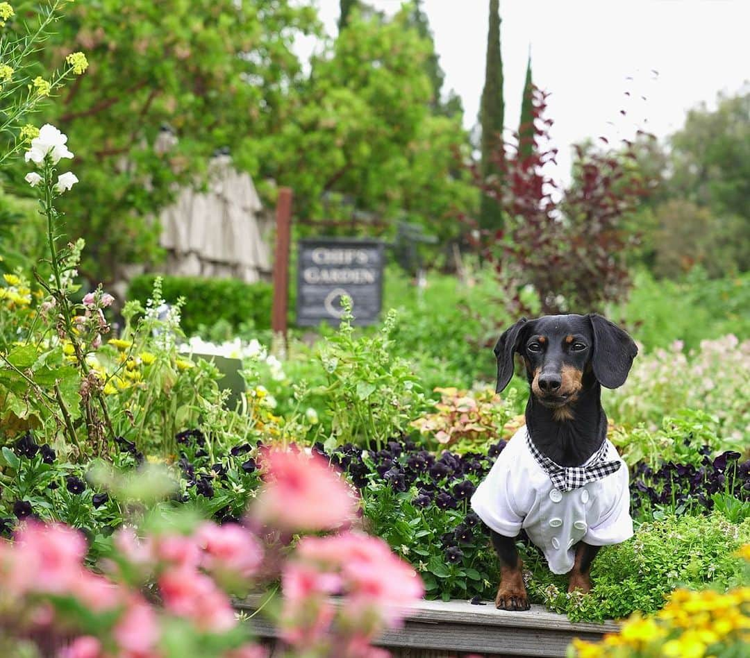 Crusoe the Celebrity Dachshundさんのインスタグラム写真 - (Crusoe the Celebrity DachshundInstagram)「"My hotel really prides itself on their culinary offering, so naturally, I offered to lend a paw in their Chef's Garden - especially to show them proper way of digging up carrots! 😄" #MyRBIStory @ranchobernardoinn ~ Crusoe」6月19日 10時56分 - crusoe_dachshund