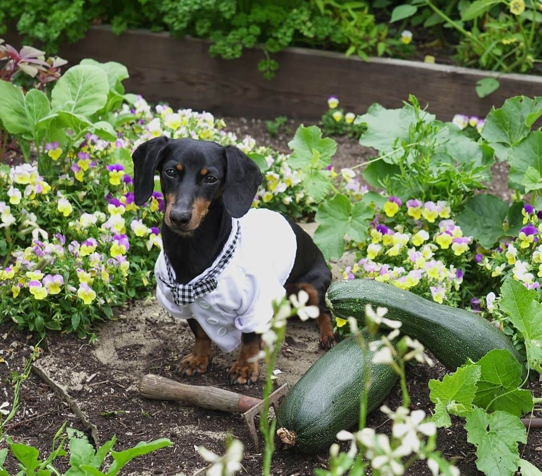 Crusoe the Celebrity Dachshundさんのインスタグラム写真 - (Crusoe the Celebrity DachshundInstagram)「"My hotel really prides itself on their culinary offering, so naturally, I offered to lend a paw in their Chef's Garden - especially to show them proper way of digging up carrots! 😄" #MyRBIStory @ranchobernardoinn ~ Crusoe」6月19日 10時56分 - crusoe_dachshund