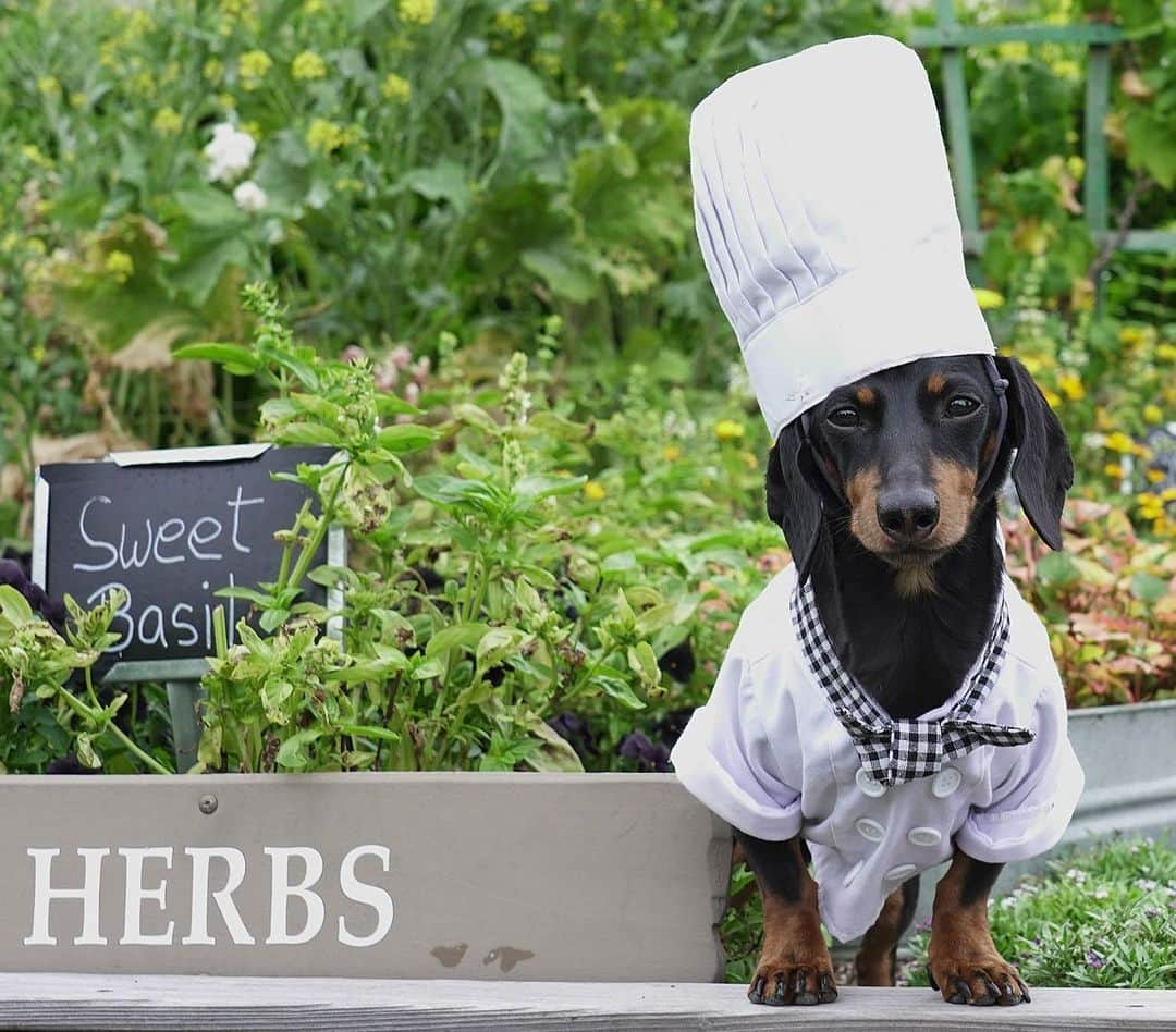 Crusoe the Celebrity Dachshundさんのインスタグラム写真 - (Crusoe the Celebrity DachshundInstagram)「"My hotel really prides itself on their culinary offering, so naturally, I offered to lend a paw in their Chef's Garden - especially to show them proper way of digging up carrots! 😄" #MyRBIStory @ranchobernardoinn ~ Crusoe」6月19日 10時56分 - crusoe_dachshund