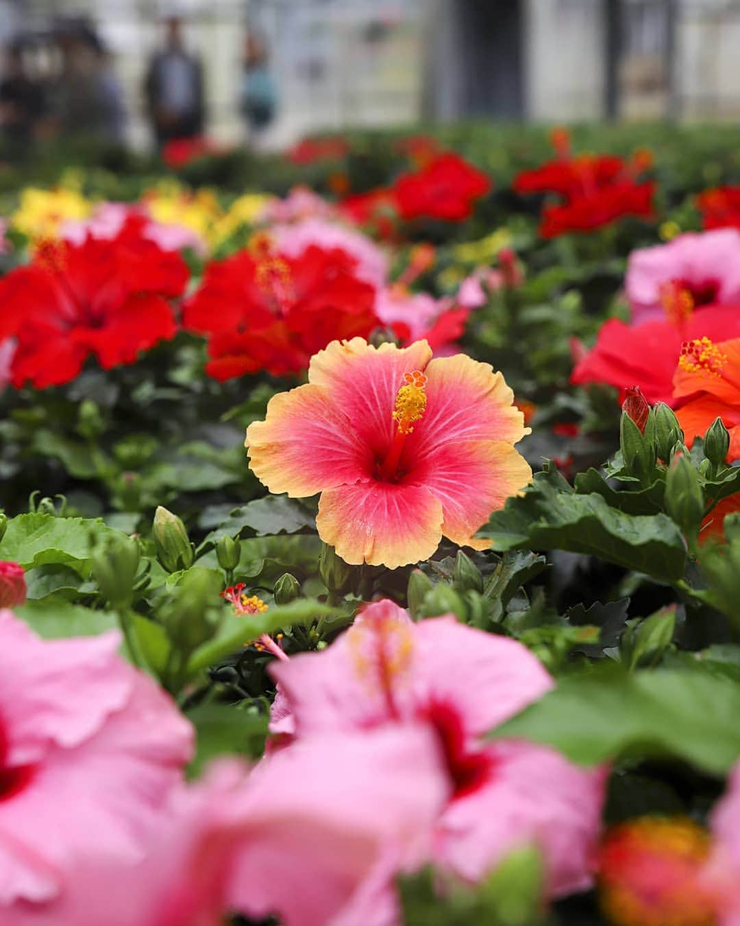 愛知県田原市さんのインスタグラム写真 - (愛知県田原市Instagram)「Flowers of various hues. * いろいろあって、みんないい * #ハイビスカス #今月の田原市の花 #グラデーションがステキなコ #こんな色合い初めてみた * 夏はすぐそこ #たはら暮らし * #渥美半島#田原市#伊良湖岬#伊良湖#赤羽根#花言葉#花#ハイビスカス#tahara#irago#akabane#surfing#flower#ザ花部#花部#はなまっぷ#はなのある暮らし#田舎暮らし#日々の暮らし#休日の過ごし方#スローライフ#instagramjaran#igersjp」6月19日 11時10分 - tahara_kurashi