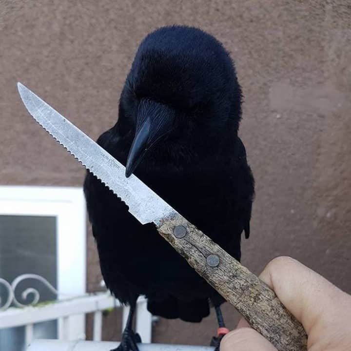 VICEさんのインスタグラム写真 - (VICEInstagram)「It’s been a big month for animals with knives. Knife Crow, Knife Crab, Knife Gecko... the list goes on and on. 🐦🦎🐊 So... we ranked them. 🏆 *DISCLAIMER: VICE does not condone the arming of wild or domesticated animals.* Image: thecrowandI Facebook page」6月19日 3時30分 - vice