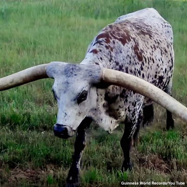 ABC Newsさんのインスタグラム写真 - (ABC NewsInstagram)「A beloved Texas longhorn named Poncho Via has broken the Guinness World Record for its nearly 11-foot horns—more than twice the width of a concert grand piano. #longhorn #guinnessbookofrecords」6月19日 3時48分 - abcnews