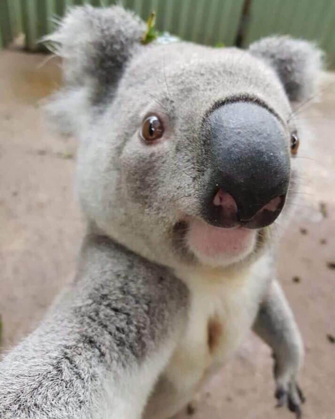 Australiaさんのインスタグラム写真 - (AustraliaInstagram)「Soft lighting + great angle = Perfect selfie ✅ 🐨🤳🏻 Jarrah, one of the 36 koalas who call @queensland’s @paradisecountrygc home, has clearly nailed this shot. Only 25 minutes from the @destinationgoldcoast CBD, you can experience everything from meeting native #wildlife to watching a stockman show and learning how to throw a boomerang on the farm. TIP: Stay a couple of nights at the onsite farmstay, you’ll get exclusive access to join in activities like egg-collecting, animal feeds, cow-milking and roasting marshmallows around the campfire - all the fun things to immerse yourself in an authentic farm experience.  #seeaustralia #thisisqueensland #wearegoldcoast #travel #wildlifephotography #weeklyfluff」6月19日 4時00分 - australia