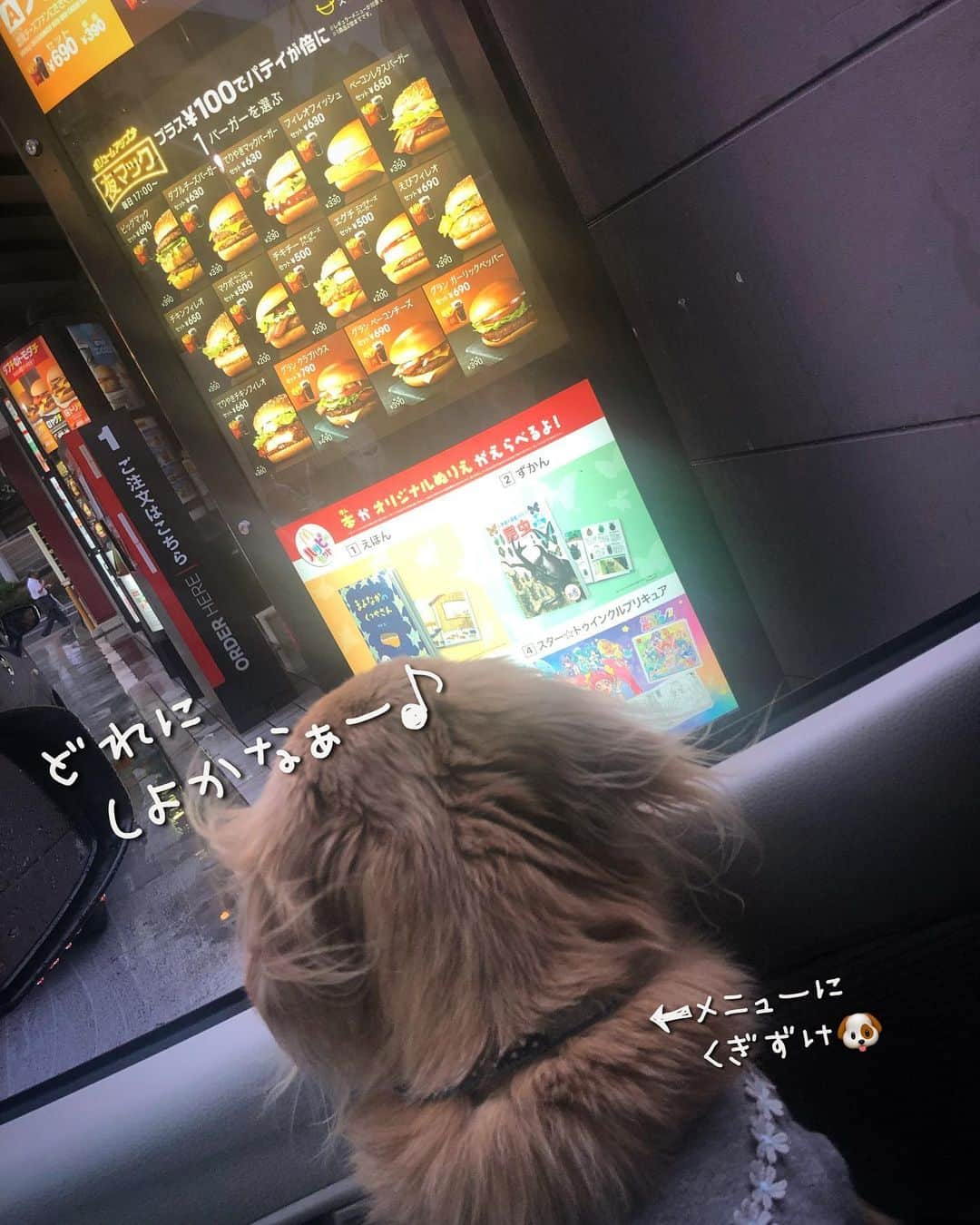 チズさんのインスタグラム写真 - (チズInstagram)「マロ君🐶お得情報🍟 ありがとう💖  #ドライブスルー  #マクドナルド #みんなの味  #マックフライポテト  #全サイズ150円  #マクド #店員さん 🔰🐶に優しい💯  #Mダックス#ダックス#ミニチュアダックス #親父犬#シニア犬#ミニチュアダックスフンド #ミニチュアダックスクリーム#短足部 #短足犬#カニンヘンダックス #ダックス13歳#カニンヘンダックスフンド#犬は家族#犬のいる生活#犬とお出かけ#インスタでわんこみるのが日課 ♡♡」6月19日 4時30分 - sqi.chizu