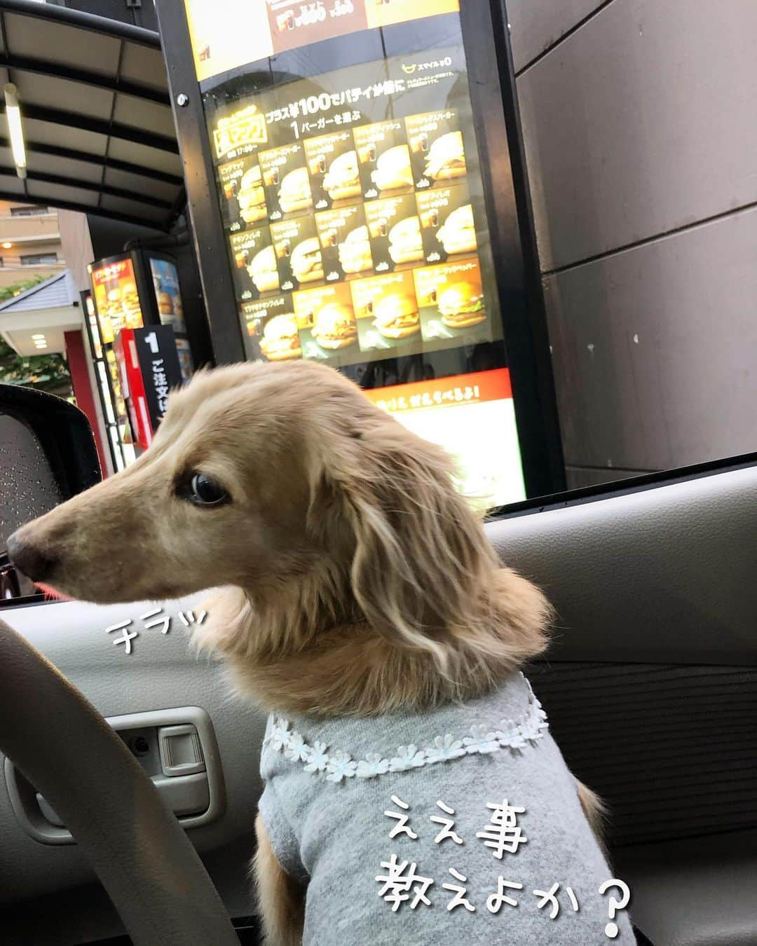 チズさんのインスタグラム写真 - (チズInstagram)「マロ君🐶お得情報🍟 ありがとう💖  #ドライブスルー  #マクドナルド #みんなの味  #マックフライポテト  #全サイズ150円  #マクド #店員さん 🔰🐶に優しい💯  #Mダックス#ダックス#ミニチュアダックス #親父犬#シニア犬#ミニチュアダックスフンド #ミニチュアダックスクリーム#短足部 #短足犬#カニンヘンダックス #ダックス13歳#カニンヘンダックスフンド#犬は家族#犬のいる生活#犬とお出かけ#インスタでわんこみるのが日課 ♡♡」6月19日 4時30分 - sqi.chizu