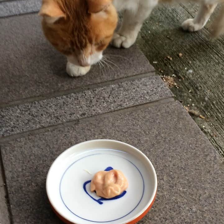 岡田屋鉄蔵のインスタグラム：「デザートのチュール」