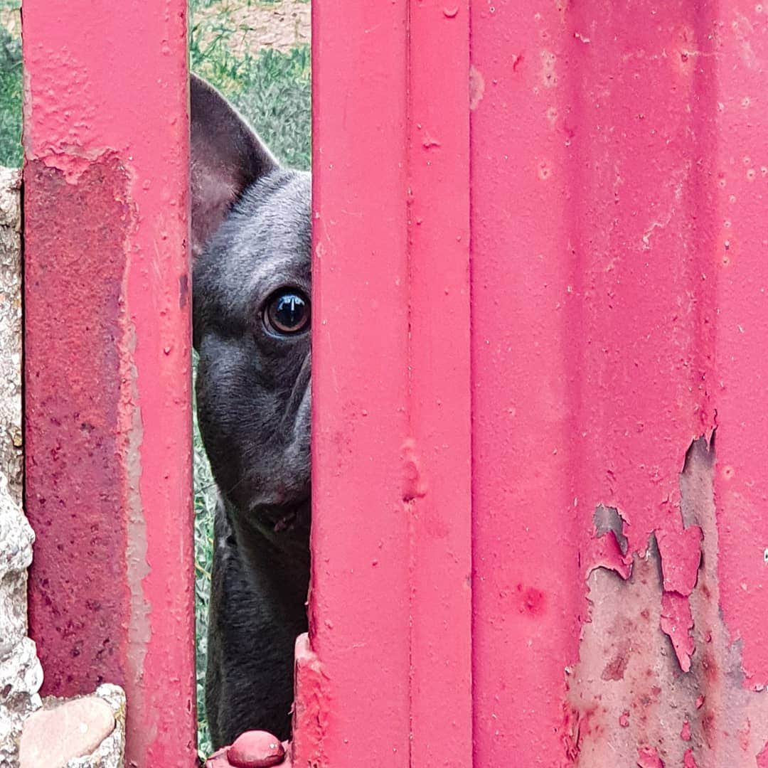 French Bulldogさんのインスタグラム写真 - (French BulldogInstagram)「Peeking 👁 (phone shot) by @alexthegreatphoto @frenchie.world @lanaprincipessa . . . . . #frenchiegram #frenchbulldog #frenchie#frenchiesofinstagram #bulldogsofinstagram#frenchiepuppy #frenchiesociety #frenchielove #bulldoglove#frenchielife #frenchieoftheday #frenchbulldoglife #dogs#doglover #frenchiesociety #dogoftheday #frenchyfanatics#ilovemyfrenchie #frenchiebatpig #frenchieoftheday」6月19日 5時49分 - frenchie.world