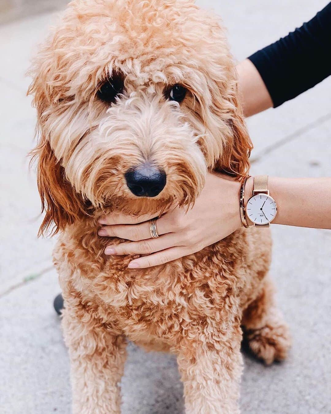 ダニエルウェリントンさんのインスタグラム写真 - (ダニエルウェリントンInstagram)「Congratulations to @willowthemini on being our #DWPickoftheDay! Make sure that you tag your photos with #DanielWellington for a chance to get featured, and visit danielwellington.com to find your favorites and local stores.」6月19日 6時00分 - danielwellington