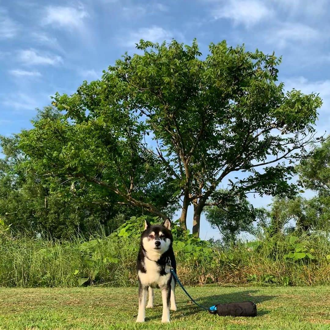 くろさんのインスタグラム写真 - (くろInstagram)「朝んぽ🌿 #朝日を浴びて #朝んぽ #kuroshiba #blackshiba #shibainu #shibastagram #instadog #dogstagram #柴犬 #黒柴 #黑柴 #日本犬 #和犬 #シニア犬 #癒し犬 #いぬら部 #ふわもこ部 #柴犬部 #モフモフ生命体 #柴犬のいる暮らし #わんこのいる暮らし #わんこのいる生活 #わんこと一緒 #わんダフォ #わんだふるjapan #いいんだよグリーンだよ」6月19日 6時06分 - m6bmw