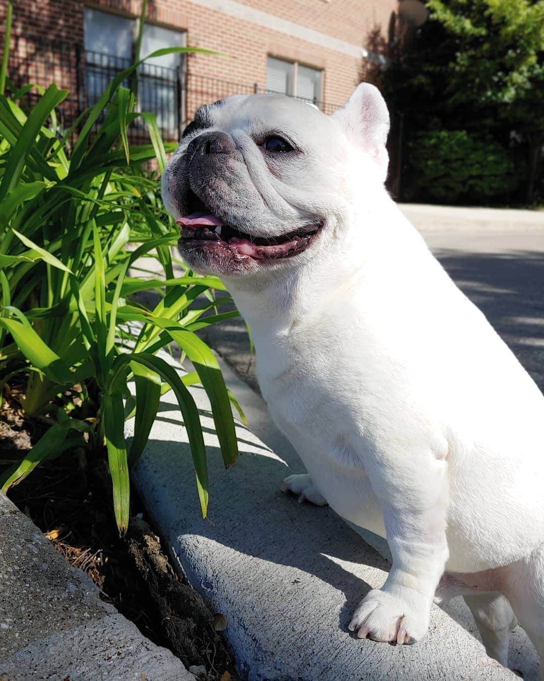 Manny The Frenchieのインスタグラム：「If I wanna spend more time outside this summer, I gotta make sure I stay mobile! Always make sure to always take my hip & joint supplement in the mornings! 🌞😃 @halopets」