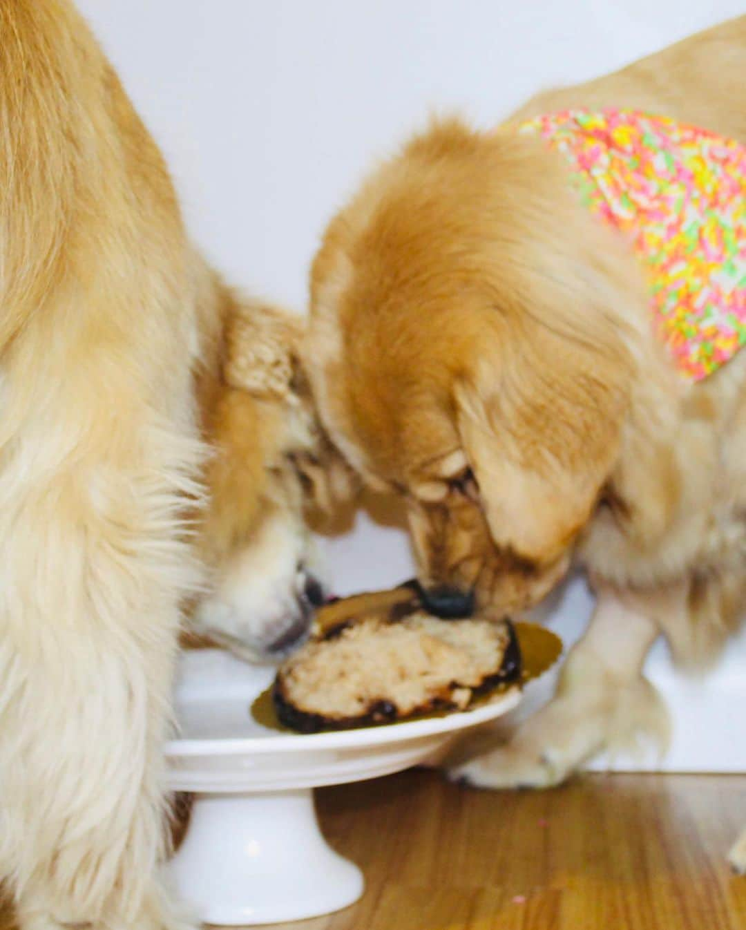 モヒートさんのインスタグラム写真 - (モヒートInstagram)「Thank you @gratefuldogbakery for my cake 🎂🍰 I loved it!! ------------------------------- #goldensofig #goldenretriever  #goldenretrieversofinstagram #betterwithpets #dogsofig  #dogsofinstagram #fluffypack #gloriousgoldens #welovegoldens #ilovemydog #goldenlife #bestwoof #ProPlanDog #ilovegolden_retrievers #mydogiscutest #retrieversgram #dogsofcle  #smashcake #firstbirthday」6月19日 7時10分 - mojito_rose_family