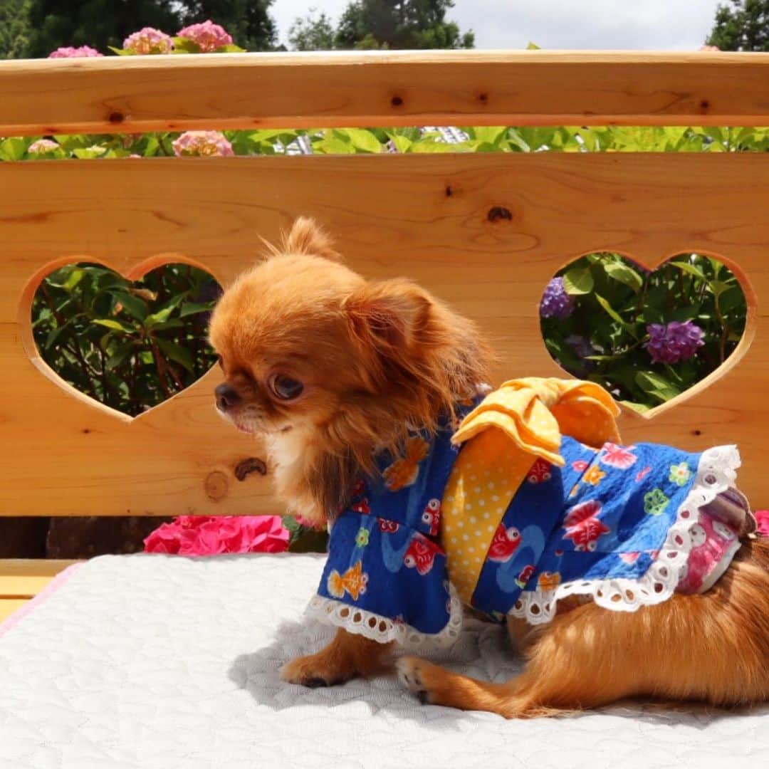 kayoのインスタグラム：「* * ハートから紫陽花😍❤️ * * kulio💗 * * #紫陽花 #chihuahua#chihuahualove#dogstgram#dog#instadog#チワワ#チワワ大好き * *」