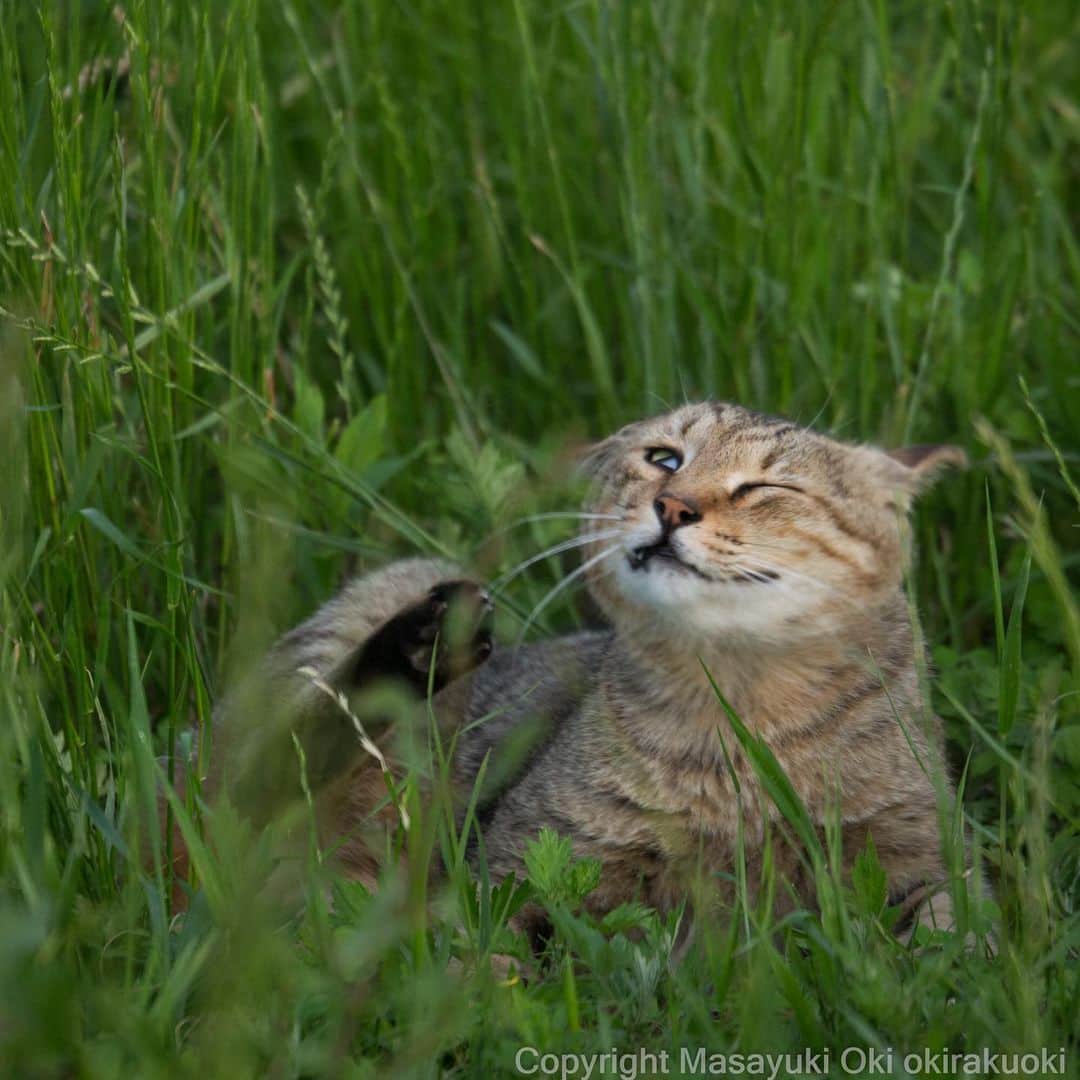 Masayukiさんのインスタグラム写真 - (MasayukiInstagram)「茂みからぶるんぶるん。  おはようございます。 Good morning from Tokyo Japan ⛅️ #cat #ねこ」6月19日 7時16分 - okirakuoki