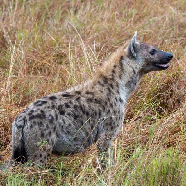 VICEさんのインスタグラム写真 - (VICEInstagram)「Scientists have discovered the ancient remains of bone-crushing hyenas north of the Arctic circle, showing that they roamed the frozen landscape during the last ice age.  Researchers determined the age of the fossils are no older than 1.4 million years old.  Link in bio.」6月19日 7時31分 - vice