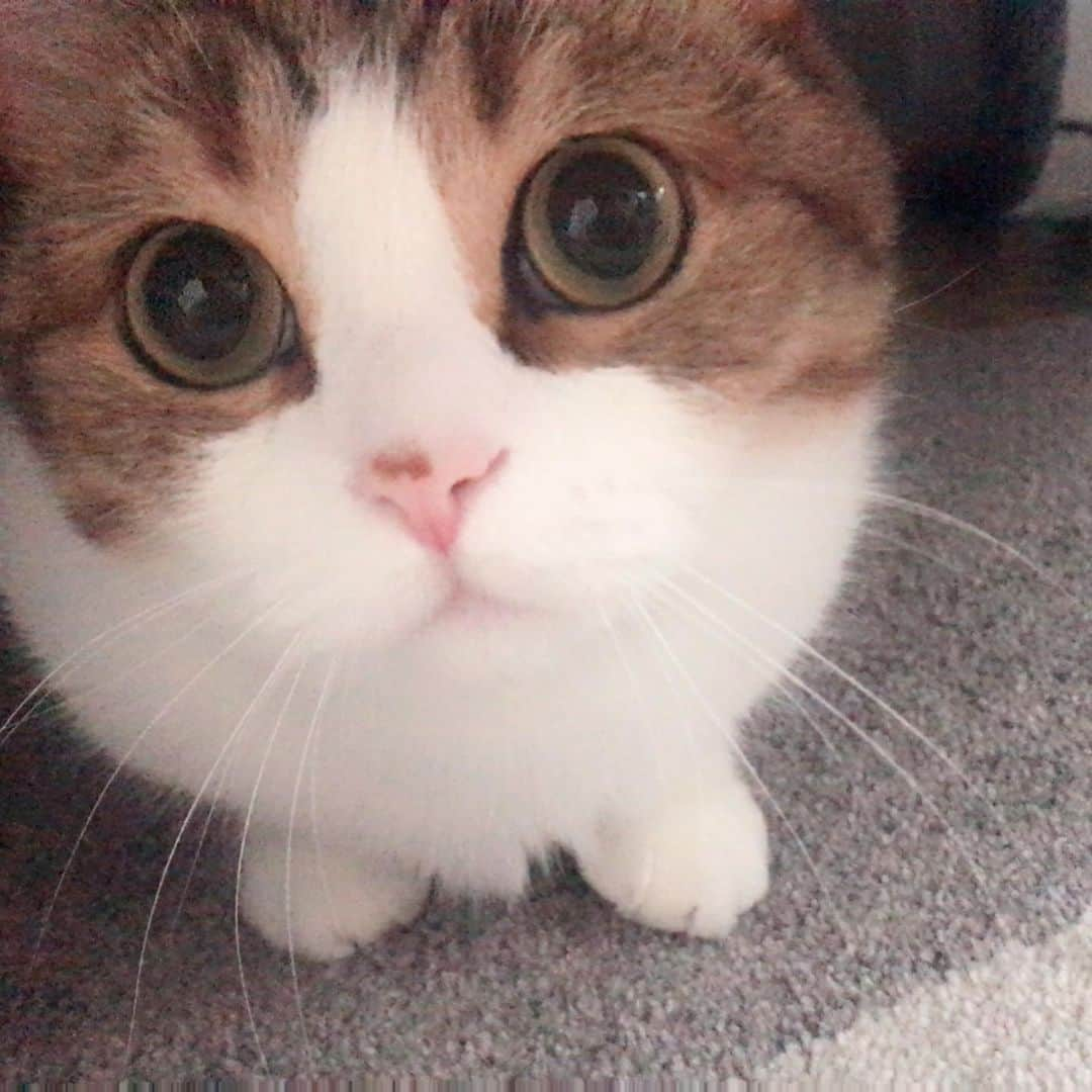 miuさんのインスタグラム写真 - (miuInstagram)「今日のみうさん💓 はぁ〜癒しだ😩❤️ ️ #cat #ミックス猫 #スコッティッシュフォールド #チンチラ #にゃ #猫 #かわいい #ペコねこ部 #みう  #甘えん坊 #ねこ #猫好きさんと繋がりたい #にゃんすたぐらむ #にゃんだふるらいふ #ねこすたぐらむ #picneko #ピクネコ」6月19日 7時31分 - miugram0126