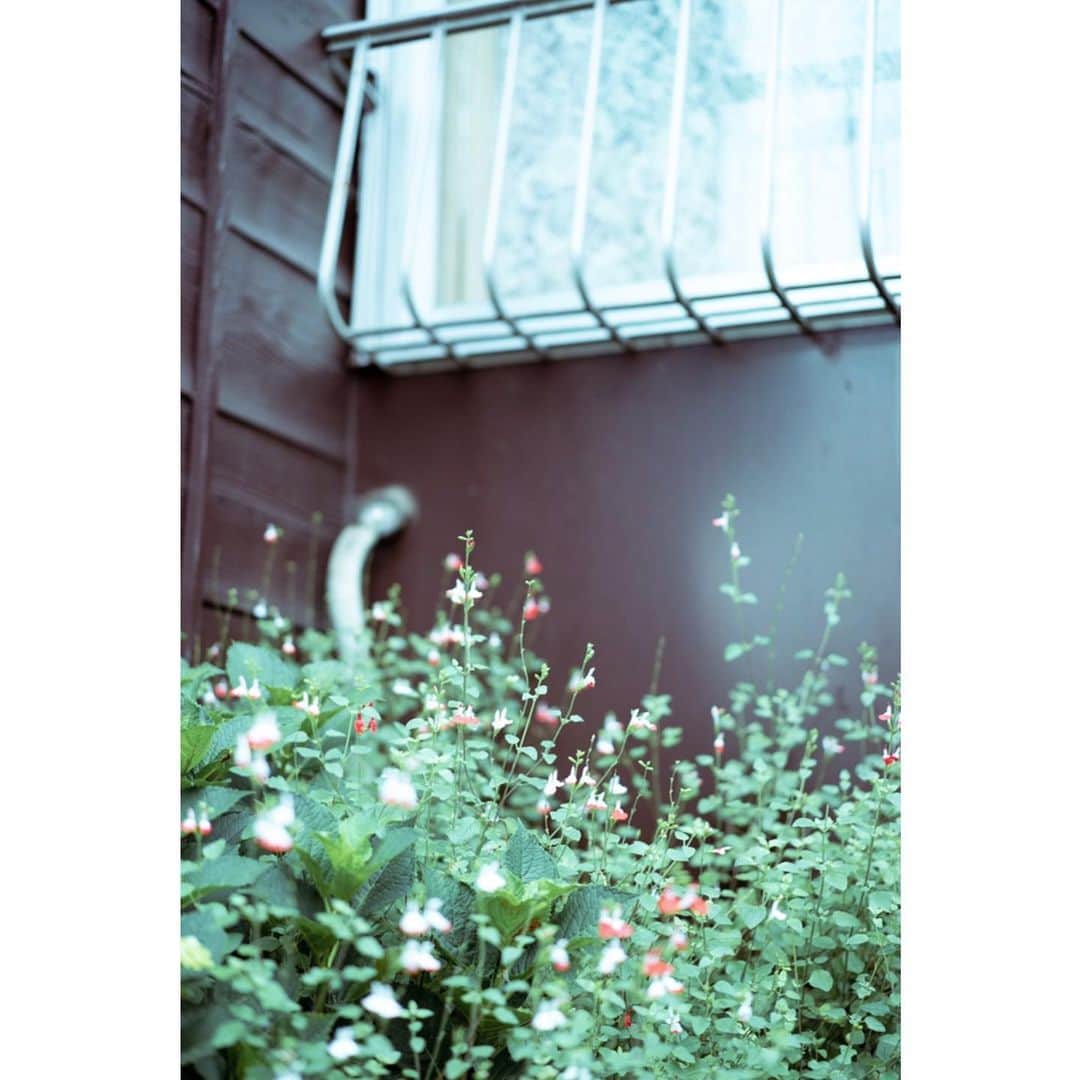 莎奈 さんのインスタグラム写真 - (莎奈 Instagram)「眠れなくて朝になっちゃった。」6月19日 7時44分 - sanasanana37
