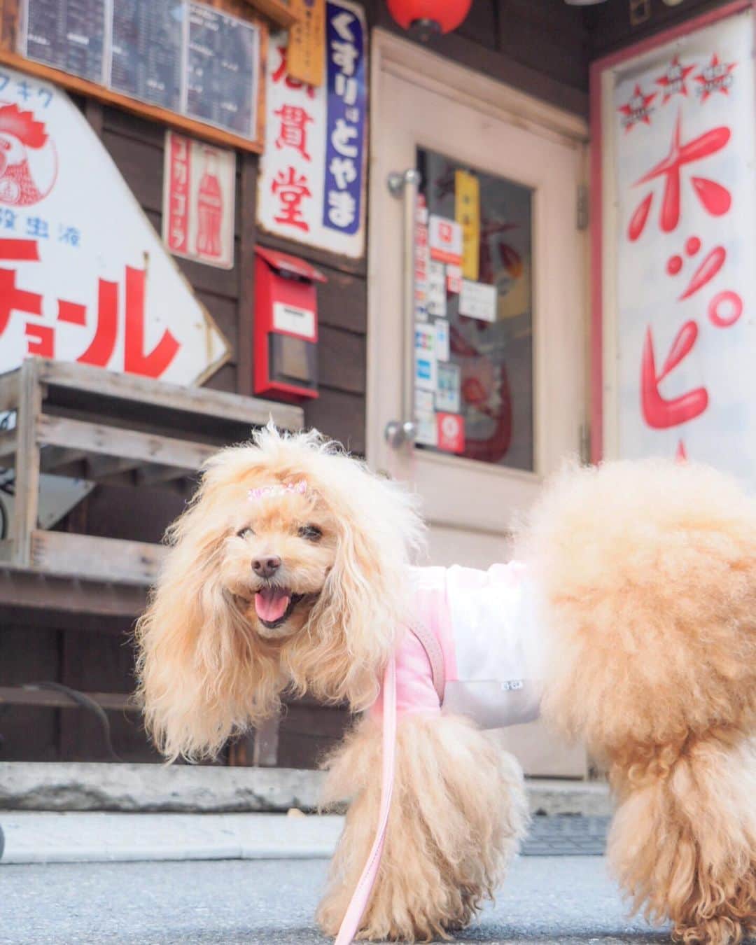 Toypoodle Mikuru?Asakusa Tokyoさんのインスタグラム写真 - (Toypoodle Mikuru?Asakusa TokyoInstagram)「20190619 Wednesday. Good morning! Friends 💕 . 下町からおはよー😆 . ❶ ホッピーですね！みくるは次ナカくださーい😆 ❷ うまうま争奪戦参戦もできますよ💪🏻 ❸ オンナは黙って背中で泣く ❹ みくるの法則動画💕 今日はどーなの？みくるちゃん😄 . 週の真ん中水曜日💖 雨降らないで良かったよ👏🏻😆💓 . #ホッピーでハッピー でも私は #ビール派 #みくるはヤギミルクね」6月19日 7時49分 - purapura299