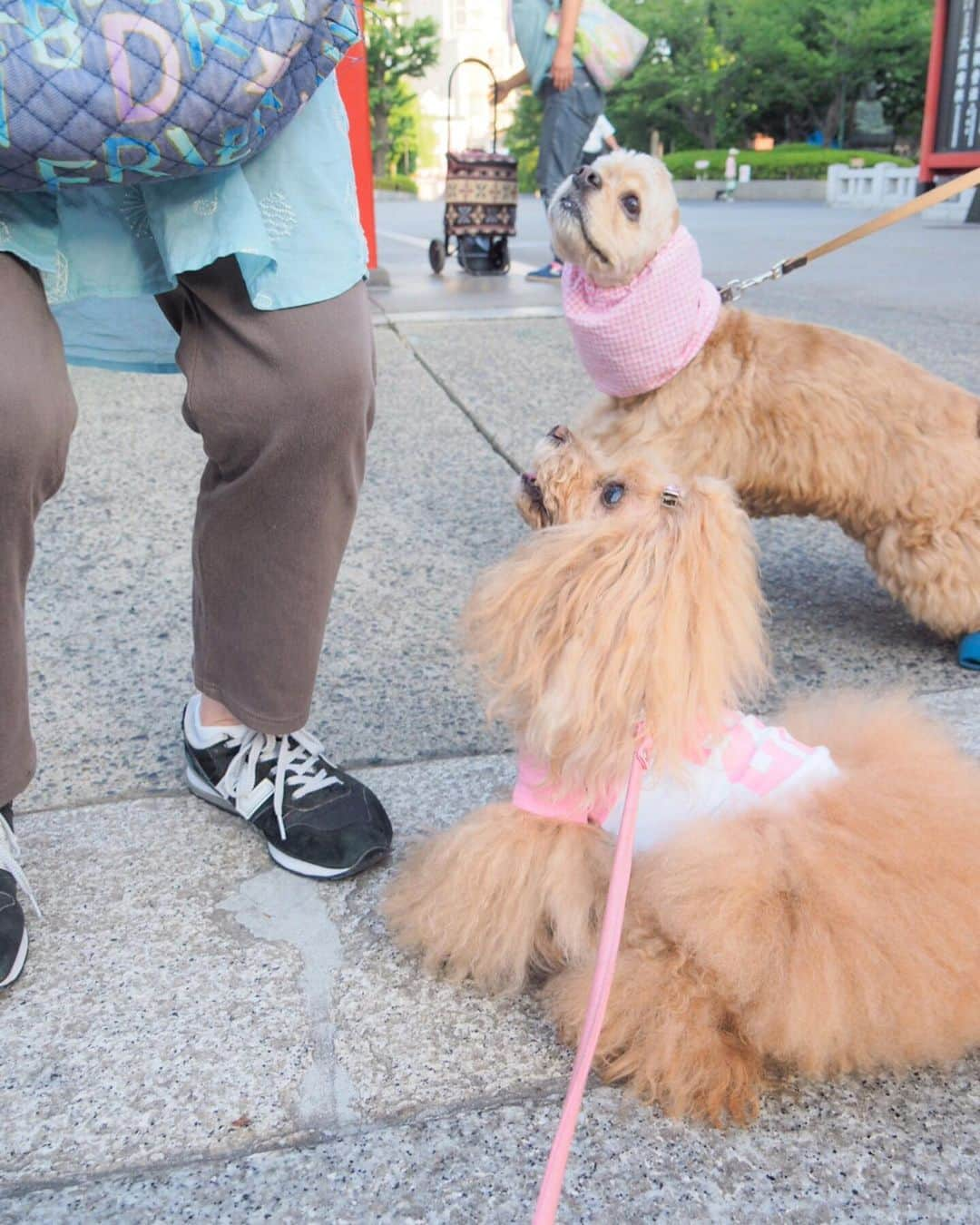 Toypoodle Mikuru?Asakusa Tokyoさんのインスタグラム写真 - (Toypoodle Mikuru?Asakusa TokyoInstagram)「20190619 Wednesday. Good morning! Friends 💕 . 下町からおはよー😆 . ❶ ホッピーですね！みくるは次ナカくださーい😆 ❷ うまうま争奪戦参戦もできますよ💪🏻 ❸ オンナは黙って背中で泣く ❹ みくるの法則動画💕 今日はどーなの？みくるちゃん😄 . 週の真ん中水曜日💖 雨降らないで良かったよ👏🏻😆💓 . #ホッピーでハッピー でも私は #ビール派 #みくるはヤギミルクね」6月19日 7時49分 - purapura299