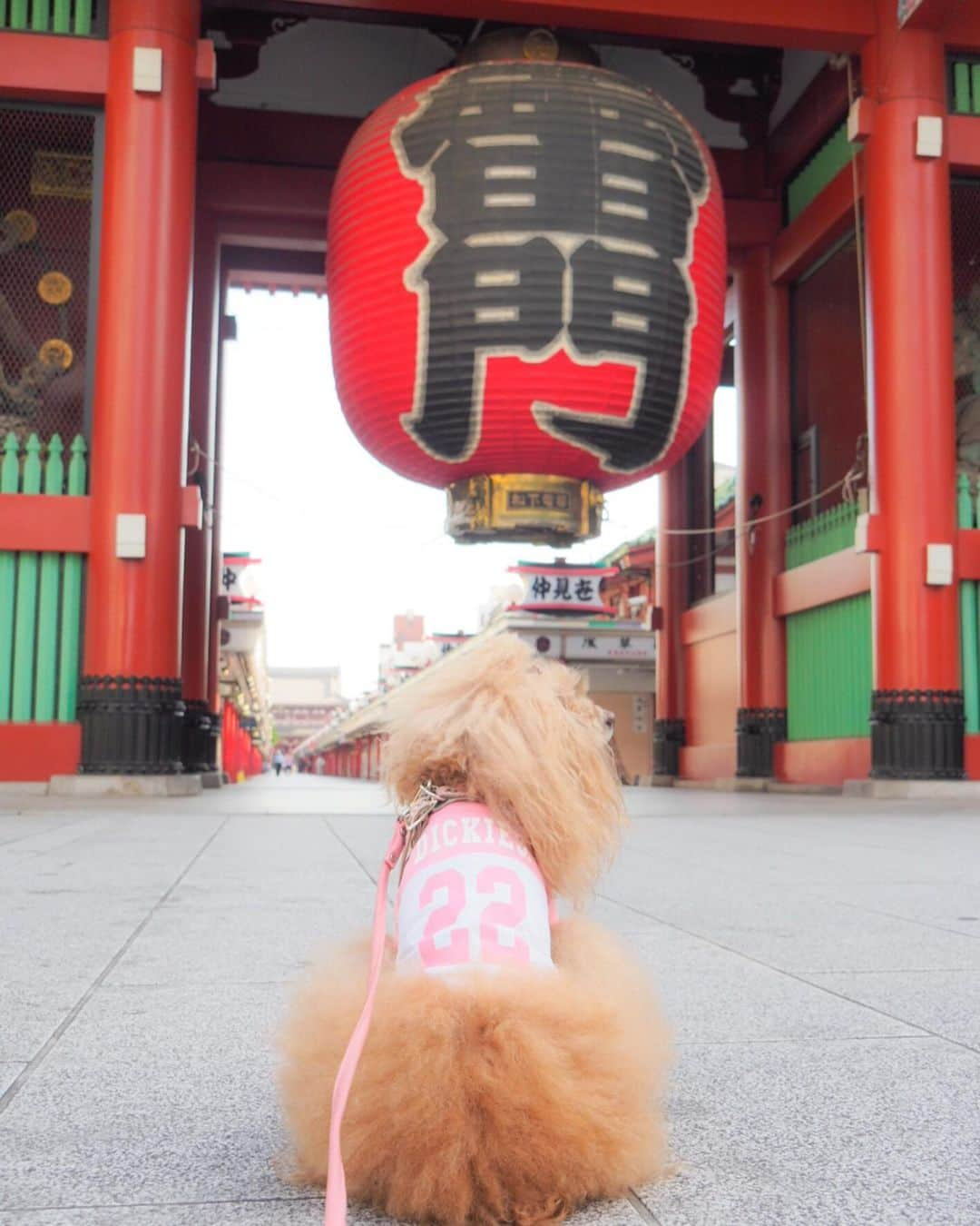 Toypoodle Mikuru?Asakusa Tokyoさんのインスタグラム写真 - (Toypoodle Mikuru?Asakusa TokyoInstagram)「20190619 Wednesday. Good morning! Friends 💕 . 下町からおはよー😆 . ❶ ホッピーですね！みくるは次ナカくださーい😆 ❷ うまうま争奪戦参戦もできますよ💪🏻 ❸ オンナは黙って背中で泣く ❹ みくるの法則動画💕 今日はどーなの？みくるちゃん😄 . 週の真ん中水曜日💖 雨降らないで良かったよ👏🏻😆💓 . #ホッピーでハッピー でも私は #ビール派 #みくるはヤギミルクね」6月19日 7時49分 - purapura299