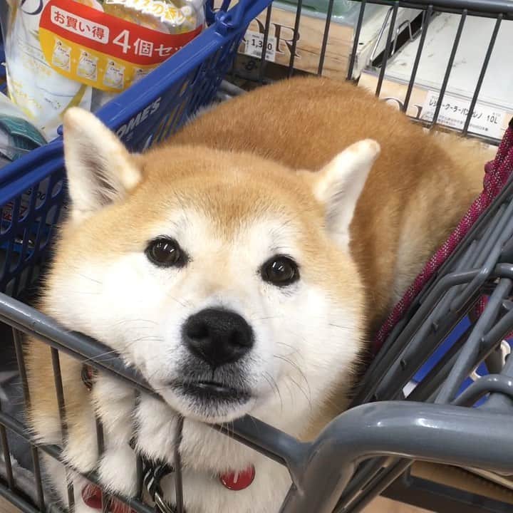 てんパパのグルメインスタ