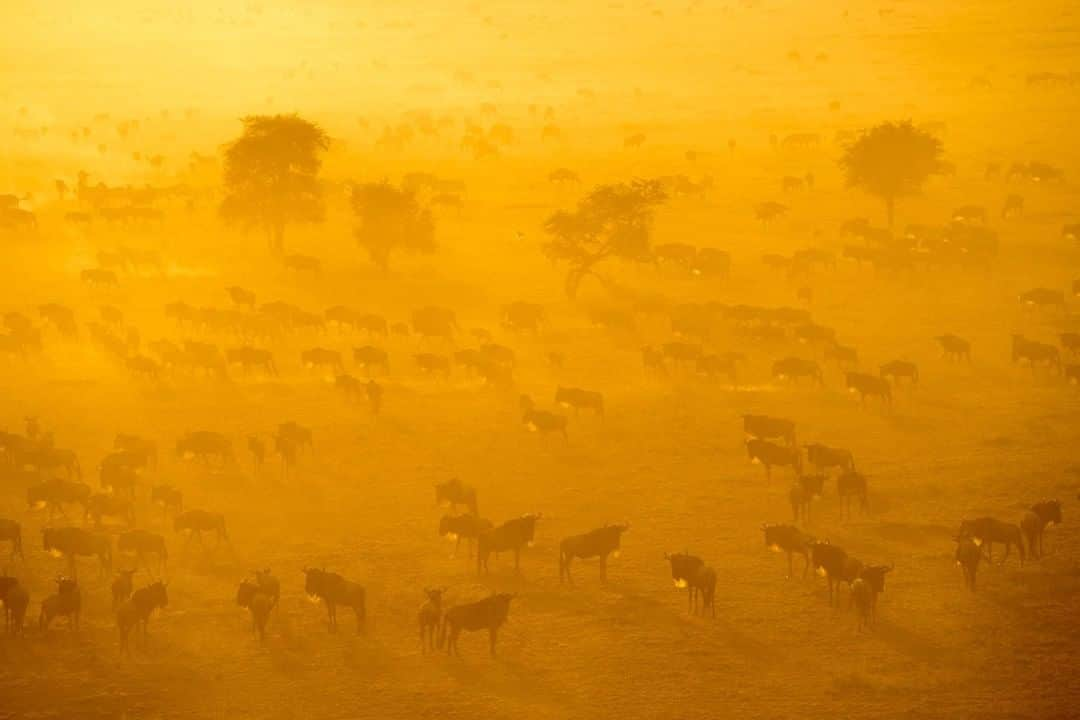 ナショナルジオグラフィックさんのインスタグラム写真 - (ナショナルジオグラフィックInstagram)「Photo by Stephen Wilkes @stephenwilkes | Breaths from wildebeests are illuminated in the golden light of the Serengeti. These creatures actually help facilitate the migration of other smaller grazing animals across Tanzania. Over two million animals, including gazelles, wildebeests, and zebras make this migration every year. To see more photos from my travels near and far, follow me @stephenwilkes. #StephenWilkes #Wildebeest #Golden #Morning #Aerial」6月19日 8時14分 - natgeo