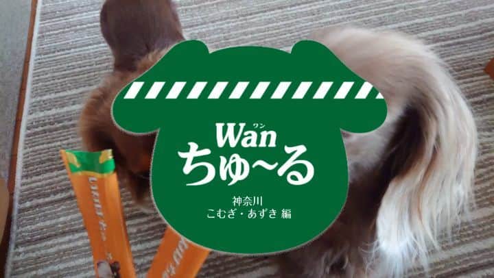 くるみんのインスタグラム：「* Wanちゅ～るメーカーで、CM作りました😆 * 音楽流れます  #ミニチュアダックスフンド #ミニチュアダックスフント #ミニチュアダックス #イザベラタン #イザベラ #カニンヘンダックスフント #カニンヘン #カニンヘンダックス #カニンヘンダックスフンド #チョコタンダックス #チョコタン #ダックス多頭飼い #ダックスフント #ダックスフンド #ダックス #wanちゅーる #ちゅーる #わんこなしでは生きていけません会 #ワンコなしでは生きて行けません会 #いぬばか部 #いぬすたぐらむ #短足部 #dachshundgram #dachshund #dogstagram #instagramdog #kyounodachs #いなば #todayswanko」