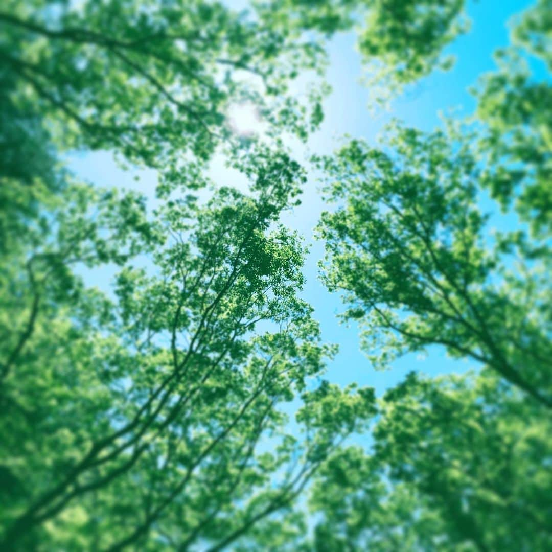 中野敬久さんのインスタグラム写真 - (中野敬久Instagram)「#lookup #green #sun #shine #sky #blue #park #leaves #life」6月19日 8時44分 - hirohisanakano