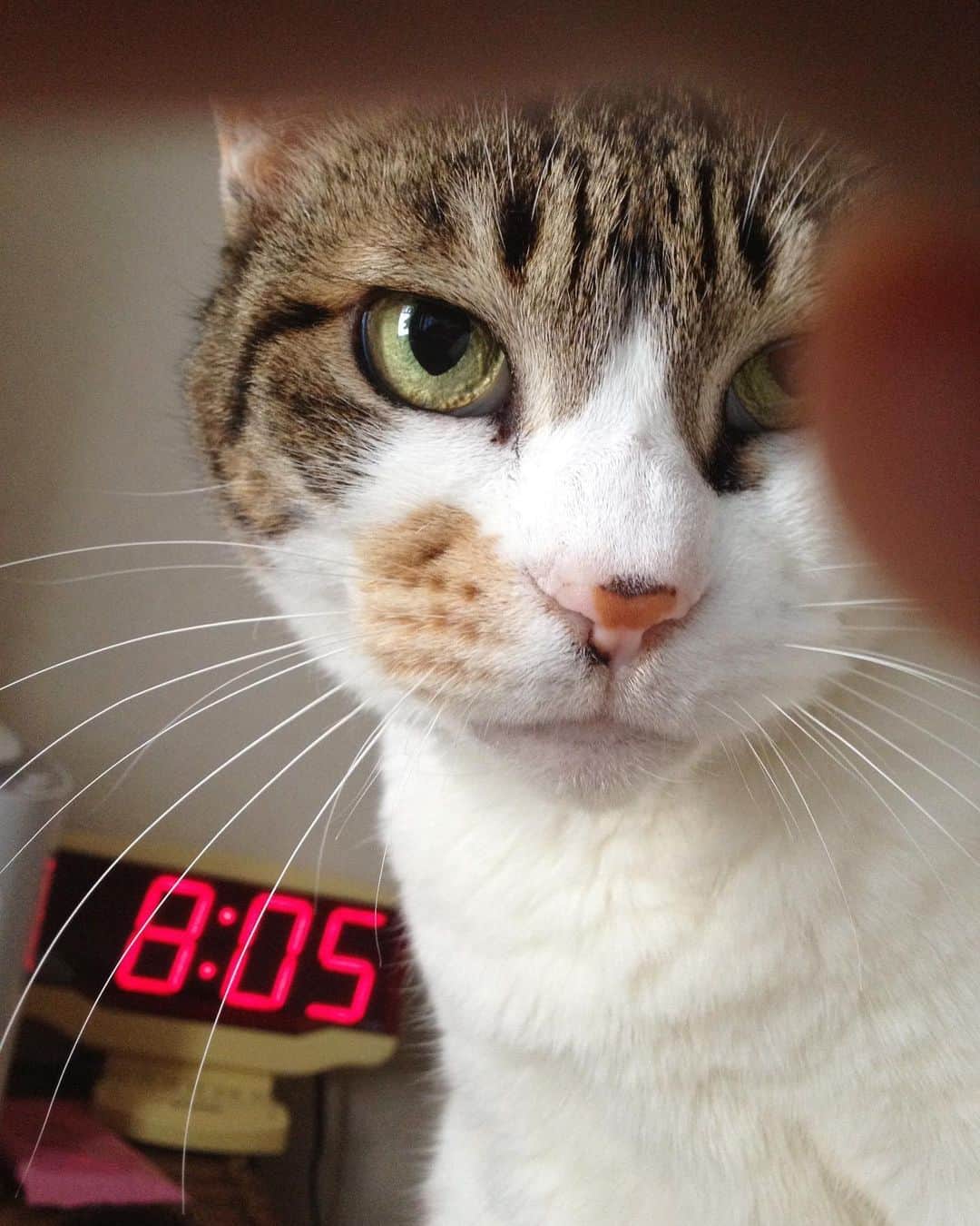 山田稔明さんのインスタグラム写真 - (山田稔明Instagram)「今日は愛猫ポチの5回目の命日です。5年前も今日みたいな気持ちのいい天気の日でした。ポチ。ぽっちゃん。 #山田ポチ」6月19日 8時44分 - toshiakiyamada