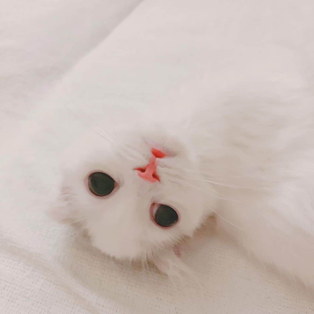 のんたさんのインスタグラム写真 - (のんたInstagram)「角度によっては白猫ちゃんのぱん☁️ ・ #scottishfold #catstagram_japan #catsofinstagram #cats_of_instagram#catoftheday #purr #ilovemycat #bestmeow #catlover #cutecat #kittensofinstagram #cute #スコティッシュフォールド#kitten#kittens_of_world#scottishfoldkittens」6月19日 8時52分 - utacci