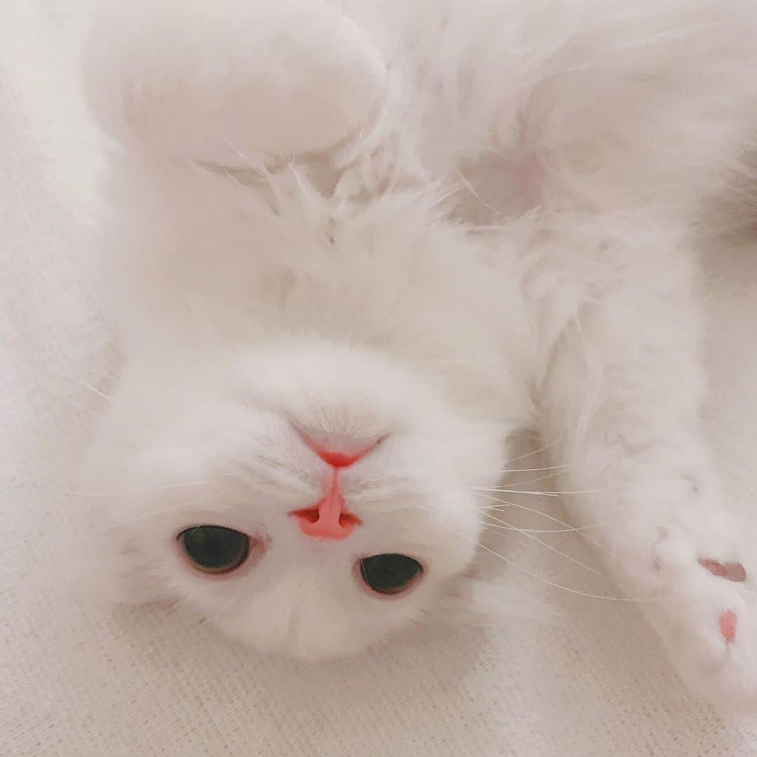 のんたさんのインスタグラム写真 - (のんたInstagram)「角度によっては白猫ちゃんのぱん☁️ ・ #scottishfold #catstagram_japan #catsofinstagram #cats_of_instagram#catoftheday #purr #ilovemycat #bestmeow #catlover #cutecat #kittensofinstagram #cute #スコティッシュフォールド#kitten#kittens_of_world#scottishfoldkittens」6月19日 8時52分 - utacci