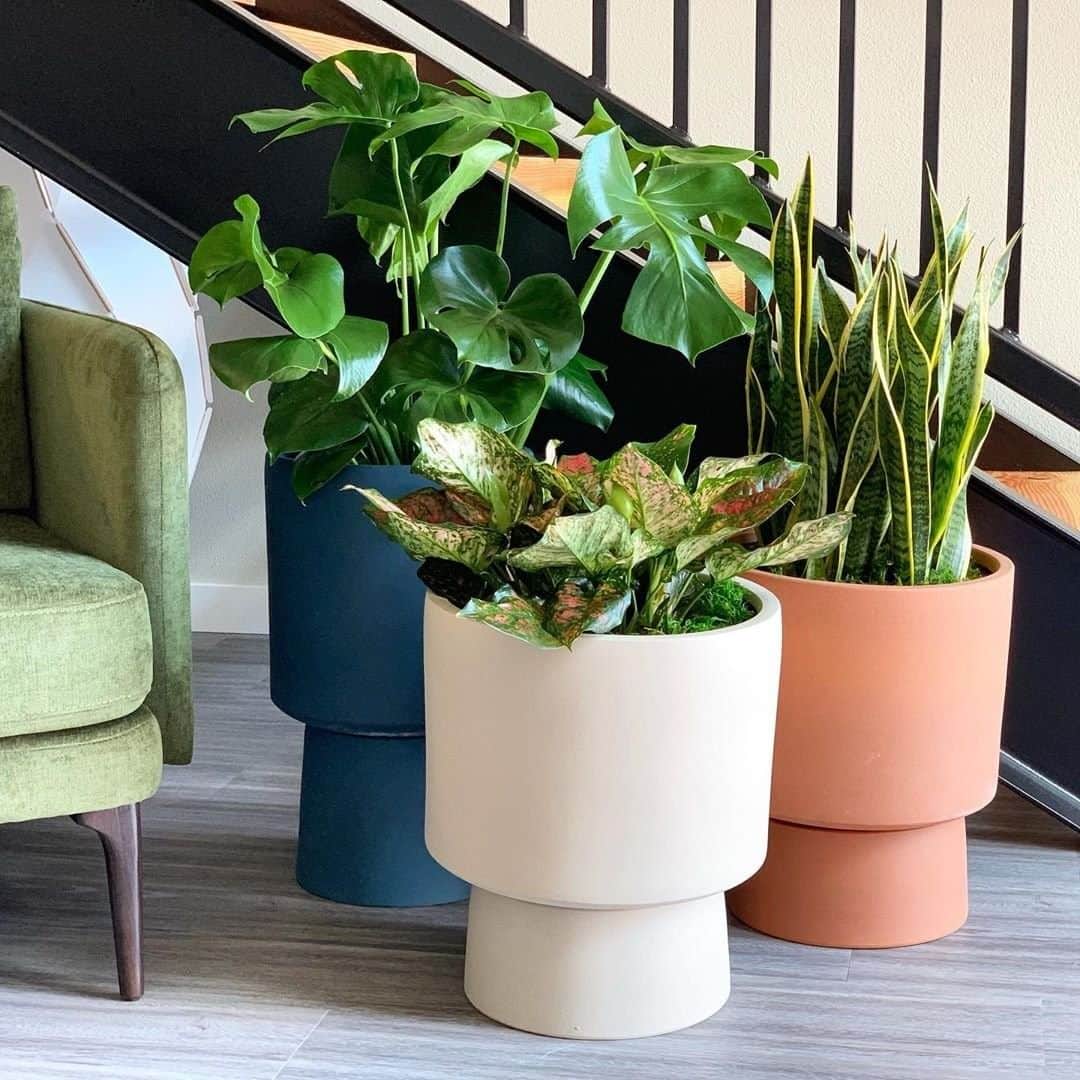 west elmさんのインスタグラム写真 - (west elmInstagram)「We all know that #plantsmakepeoplehappy. 🌱 Show them some love with new digs for Summer with these Bishop Pedestal planters! 📸: @thistleandpinefloral #planters #plantsonplants #plantparent #houseplants #houseplantjungle」6月19日 8時55分 - westelm
