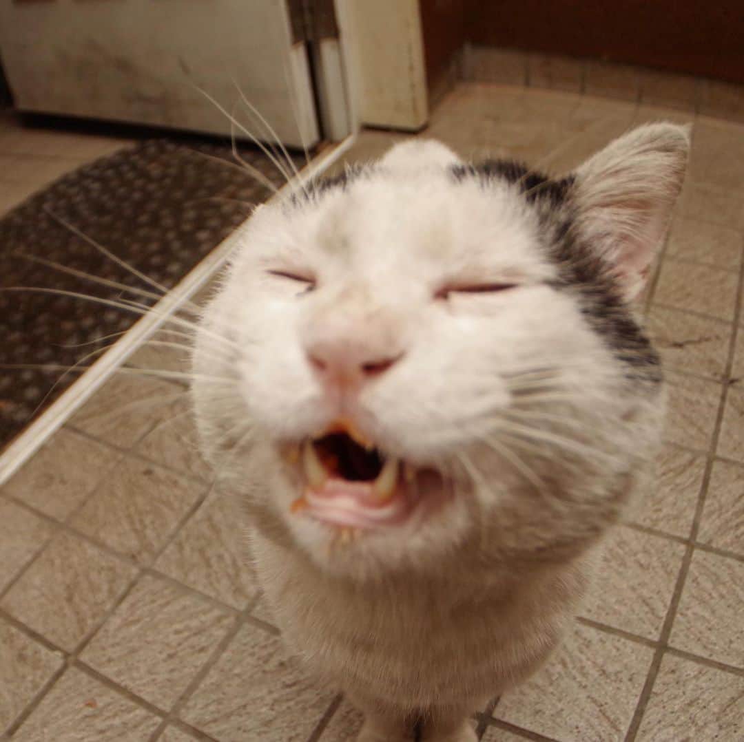 Kachimo Yoshimatsuさんのインスタグラム写真 - (Kachimo YoshimatsuInstagram)「昨夜の1枚。ピンボケだけど、いい顔してくれました。 #uchinonekora #nanakuro #sotononekora #neko #cat #catstagram #kachimo #猫 #ねこ #うちの猫ら http://kachimo.exblog.jp」6月19日 9時40分 - kachimo