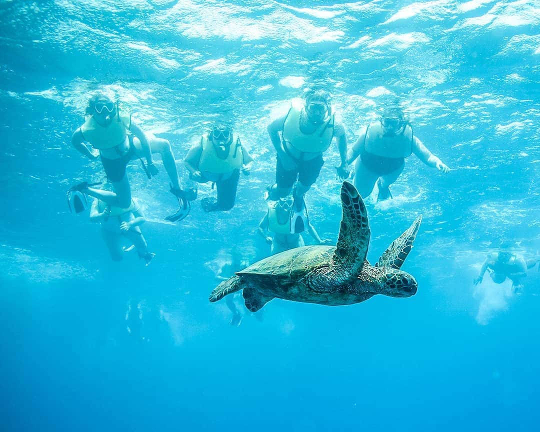 And Youさんのインスタグラム写真 - (And YouInstagram)「You see all the signs saying share the road with bikers, right? Well, the same rules apply to turtles in the ocean 🐢 . . . . . . . . . . . . . . . . #oahu #turtlelove #hawaii #oahutours #hawaiitours #unrealhawaii #hawaiivacation」6月19日 9時35分 - dolphinsandyou